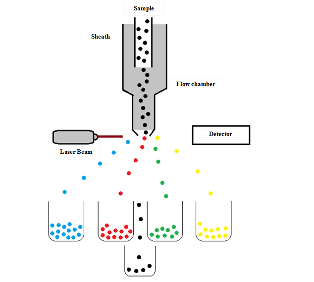 facs flow cytometry principle